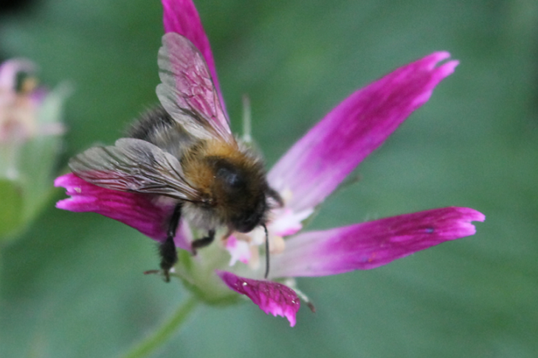 a bee on a pink flower